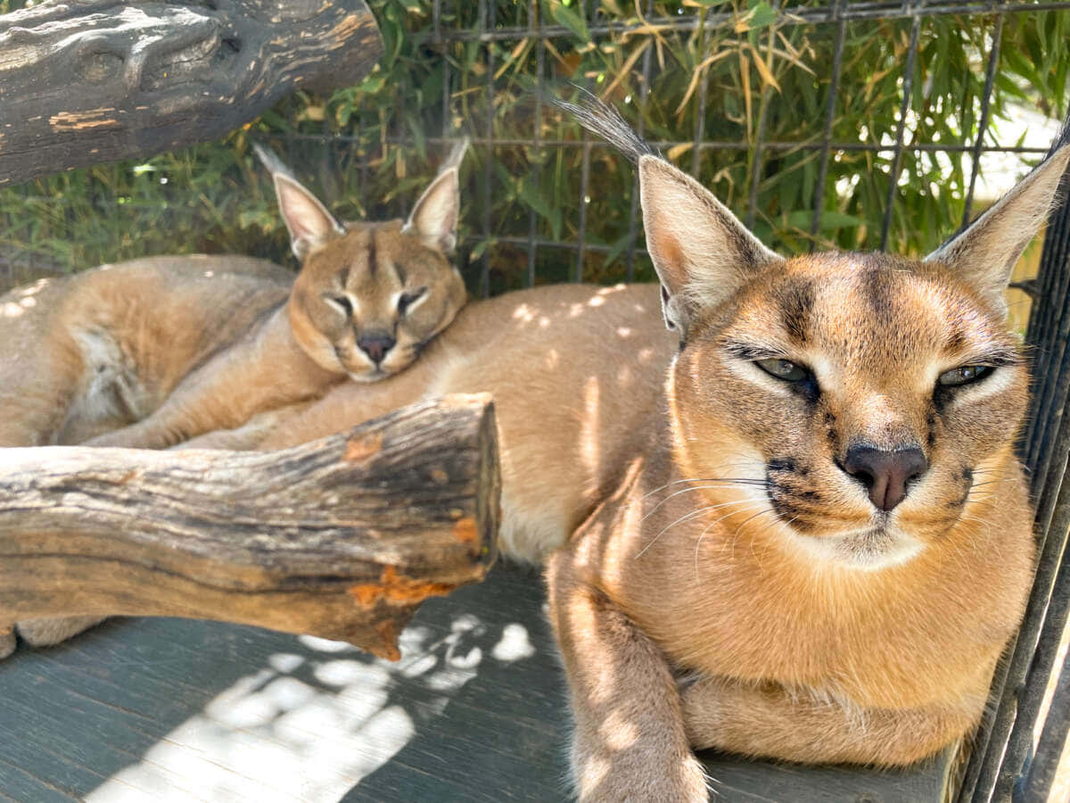 Majestic Caracal In Its Natural Habitat Wallpaper