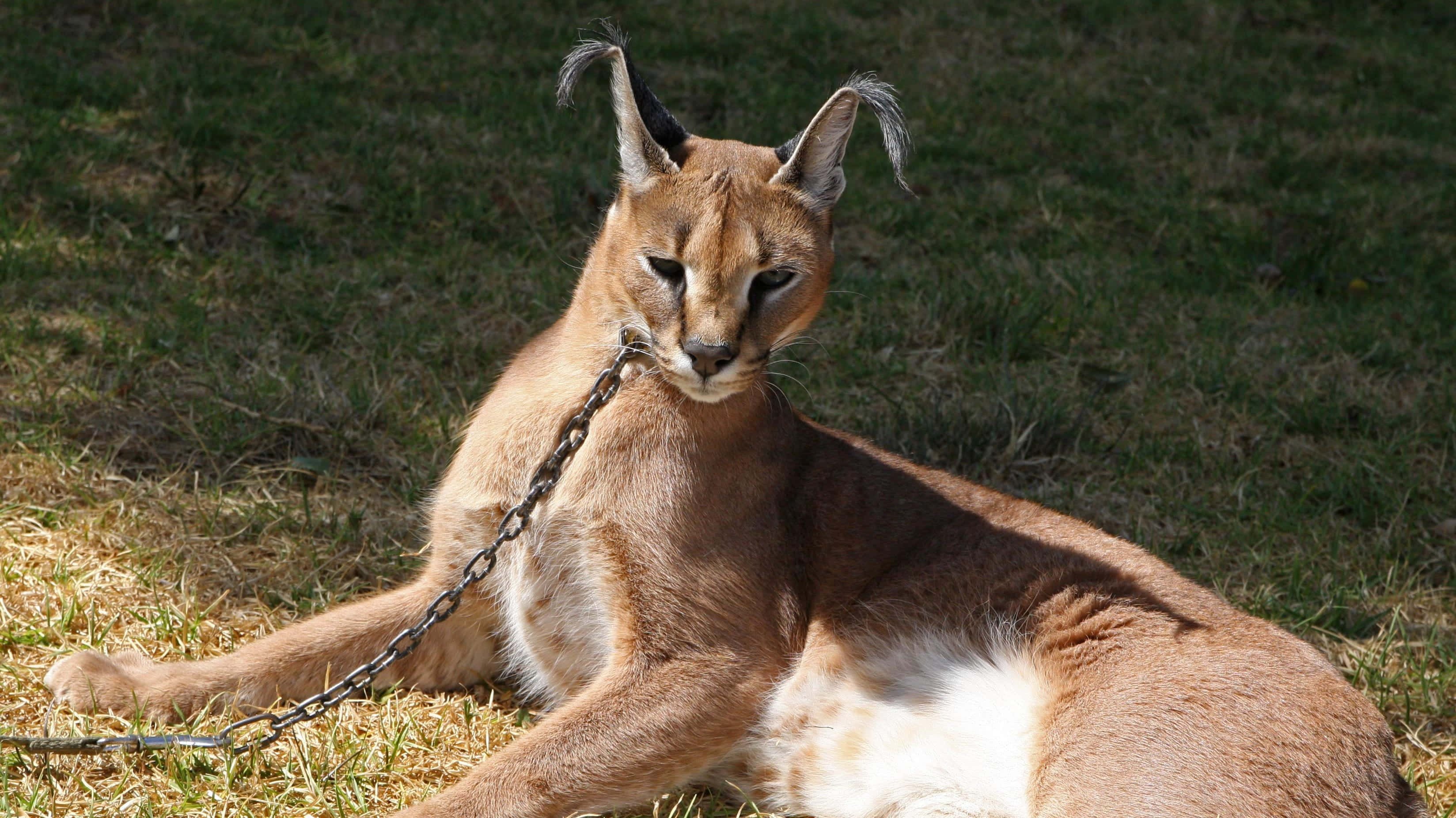 Majestic Caracal In Natural Habitat Wallpaper