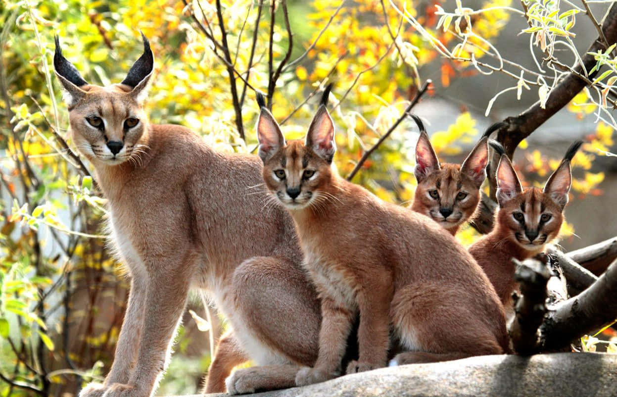 Majestic Caracal In The Wild Wallpaper