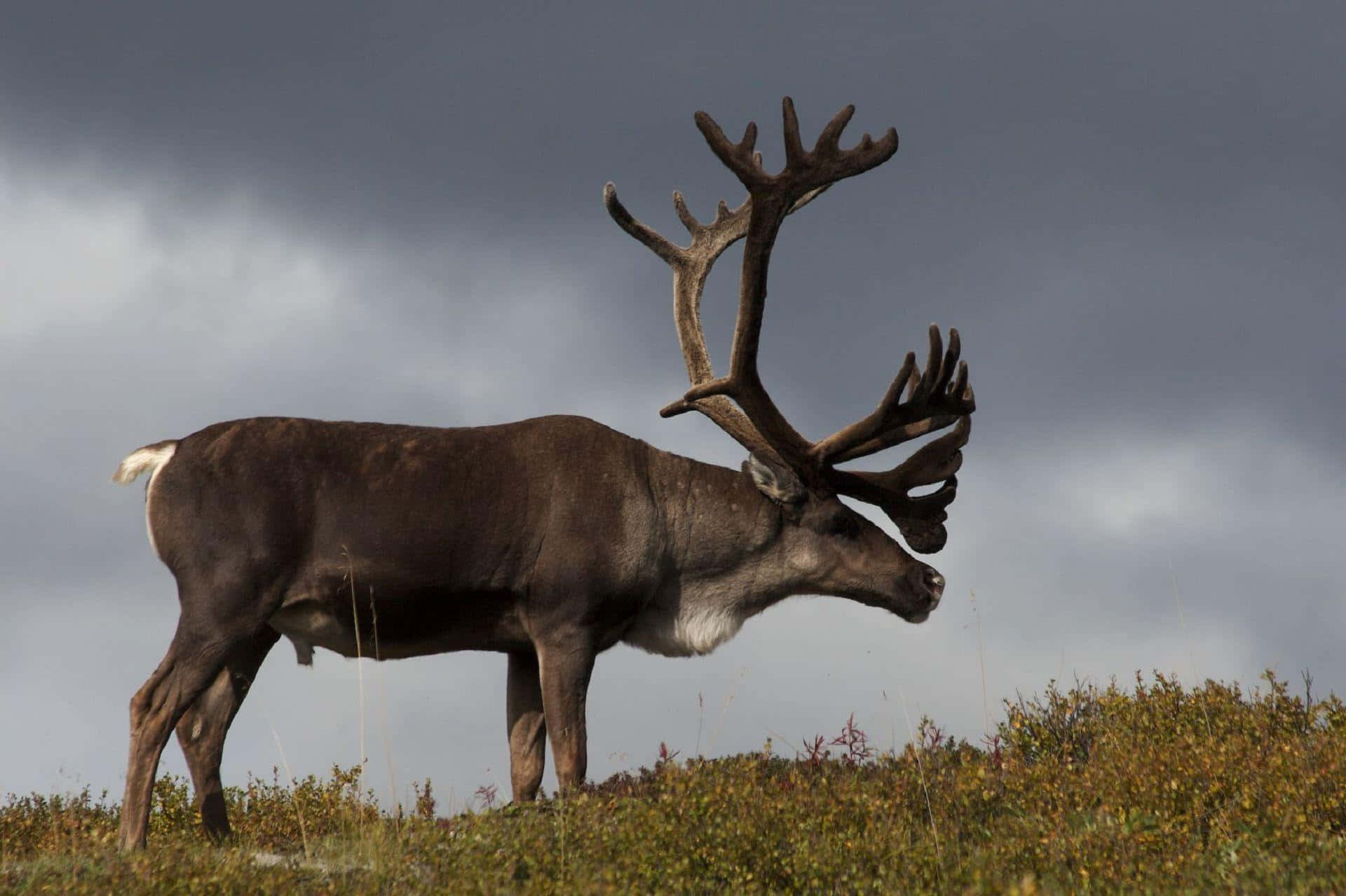 Download Majestic Caribou Against Stormy Sky Wallpaper | Wallpapers.com