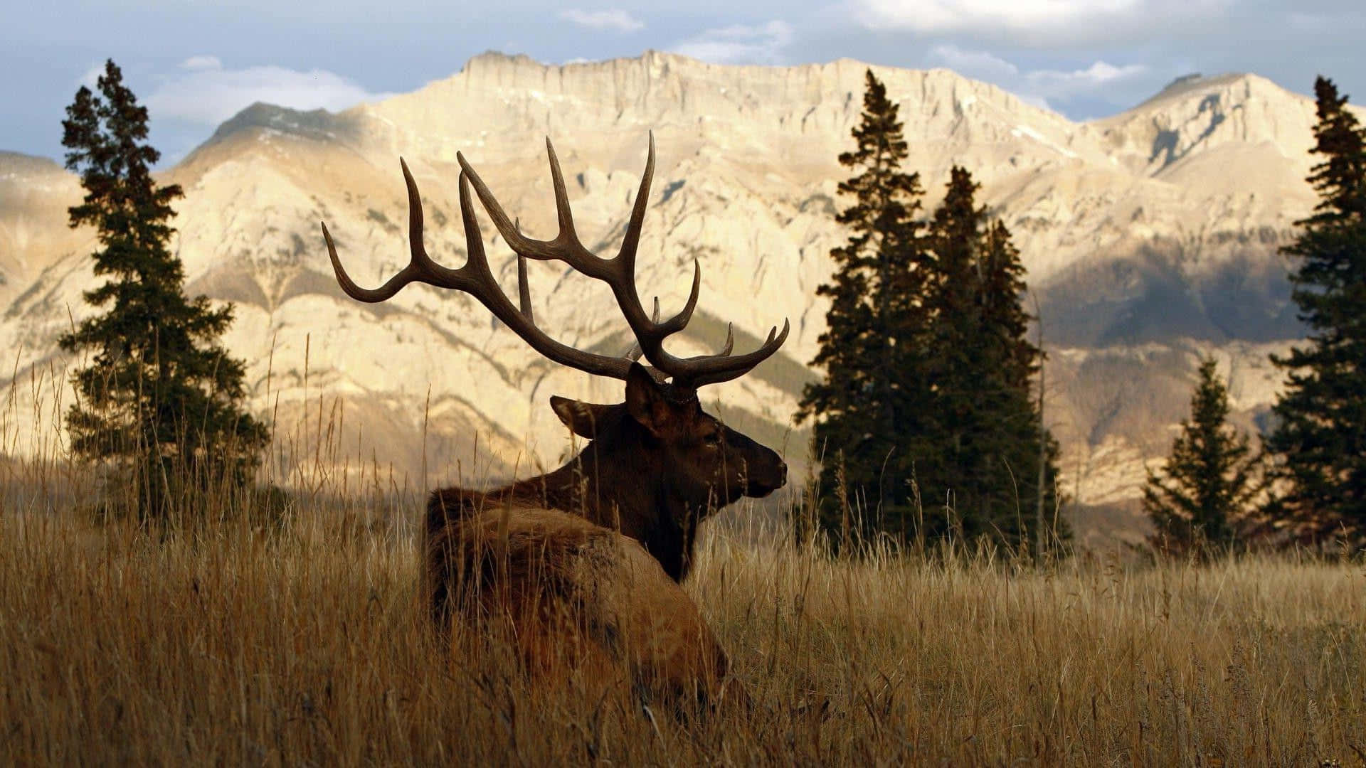 Majestic Caribou Mountain Backdrop Wallpaper