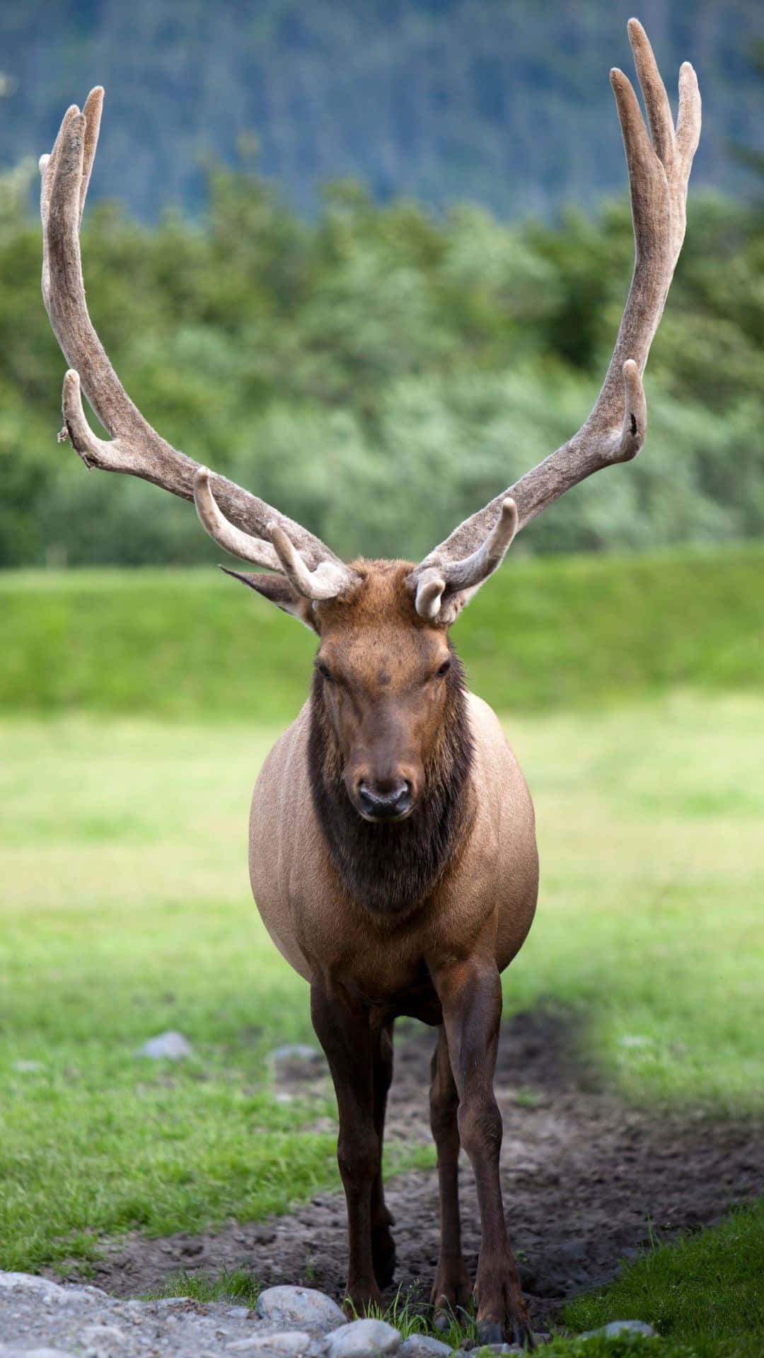 Majestic Caribou Standing Tall Wallpaper