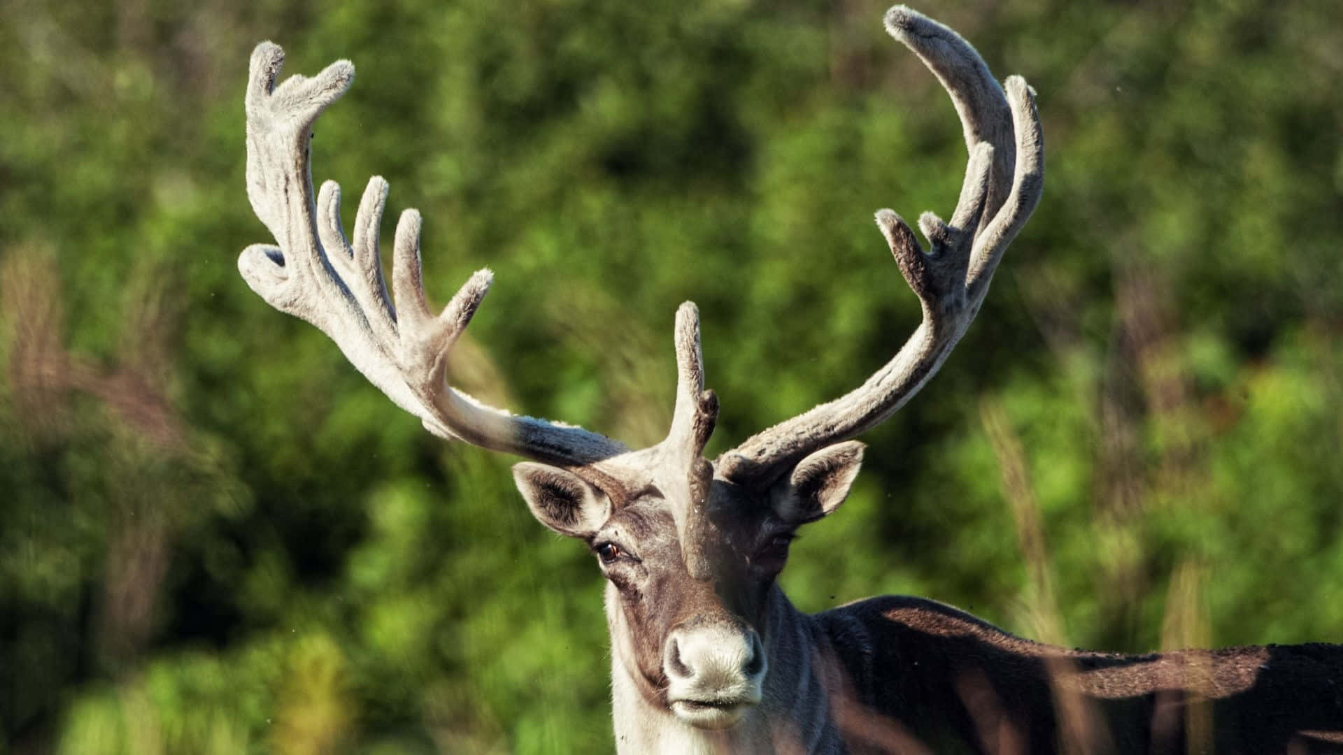 Caribou Majestueux Avec Cornes Veloutées Fond d'écran