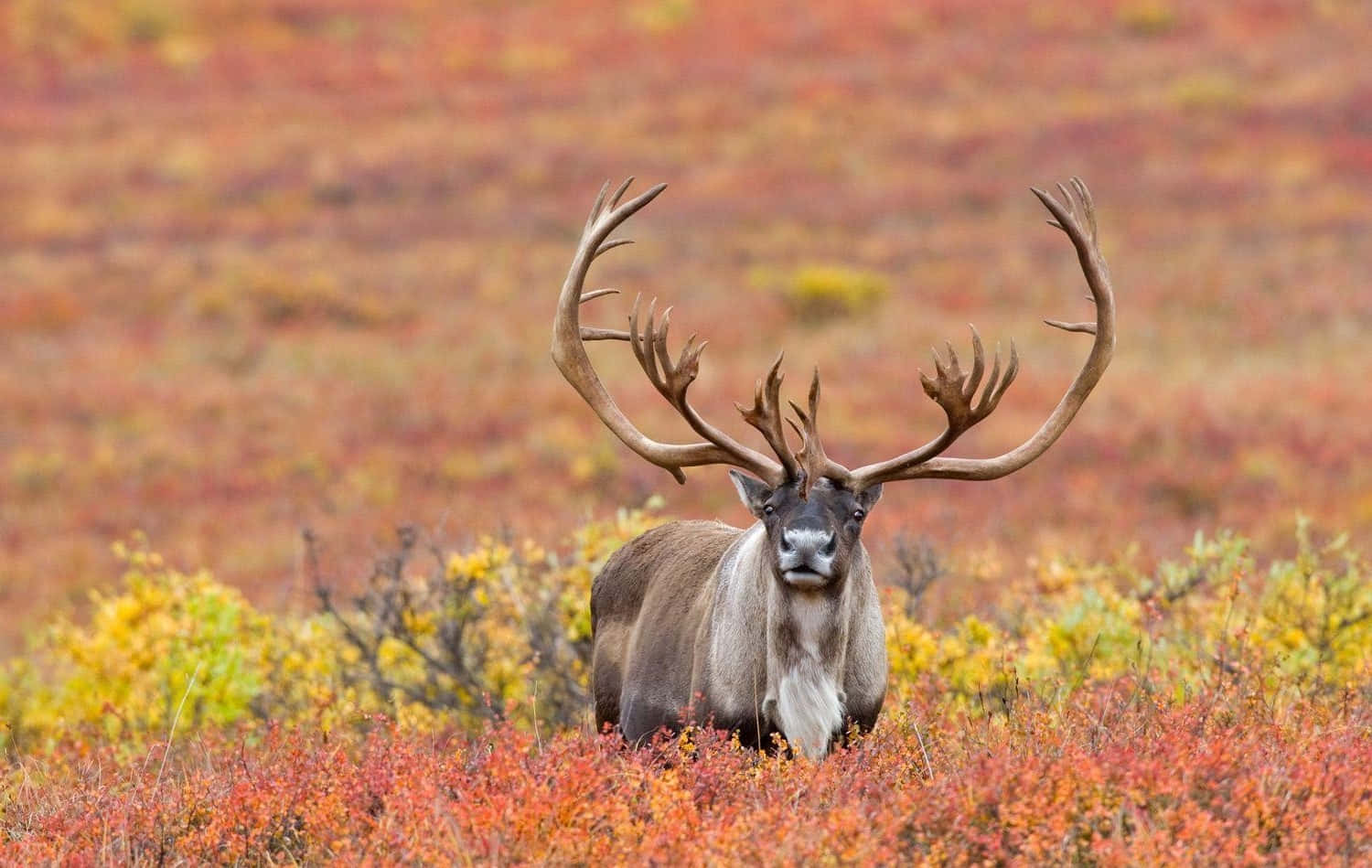 Download Majestic Caribouin Autumn Tundra Wallpaper | Wallpapers.com