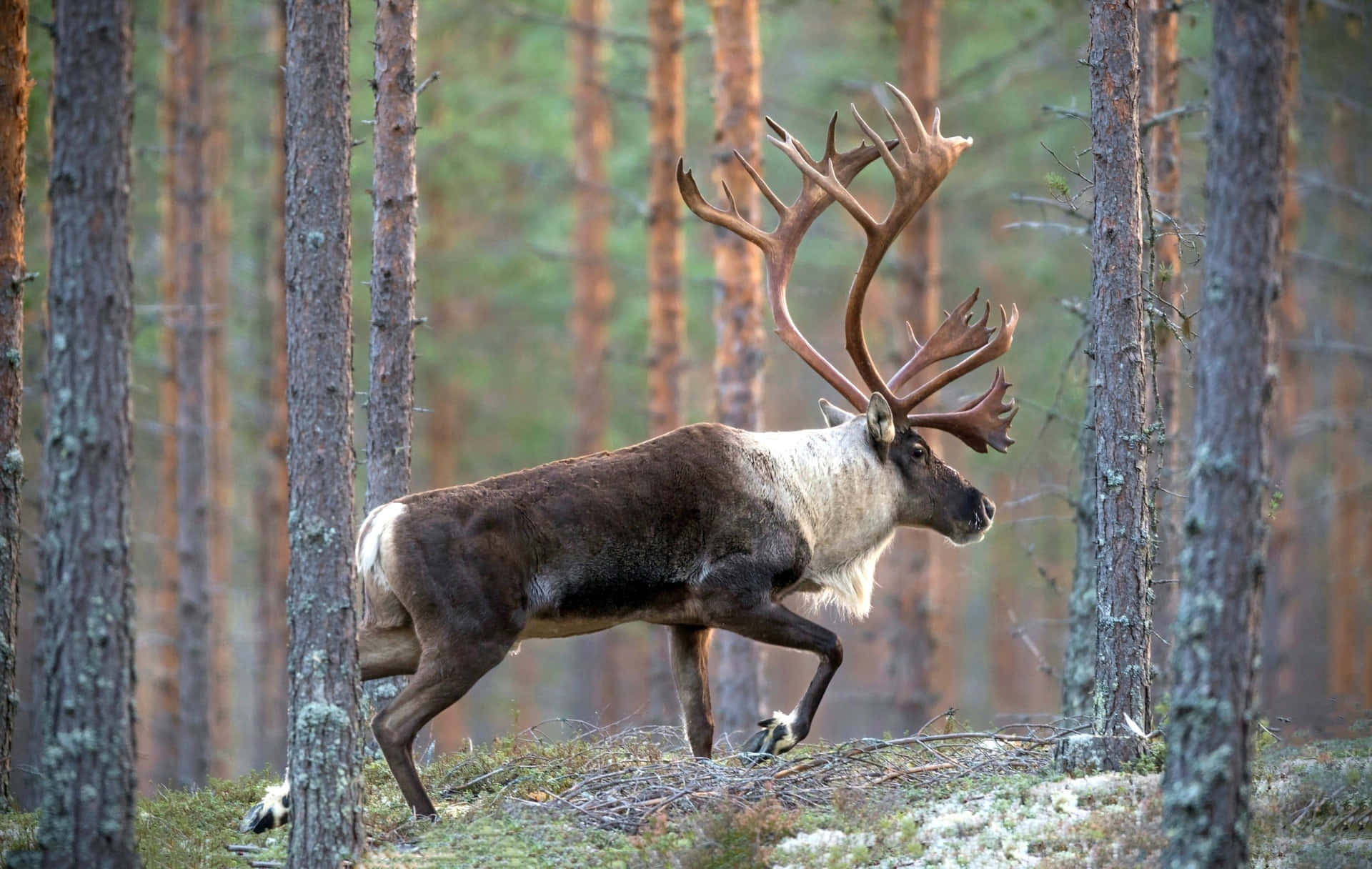 Majestic Caribouin Forest Walk Wallpaper