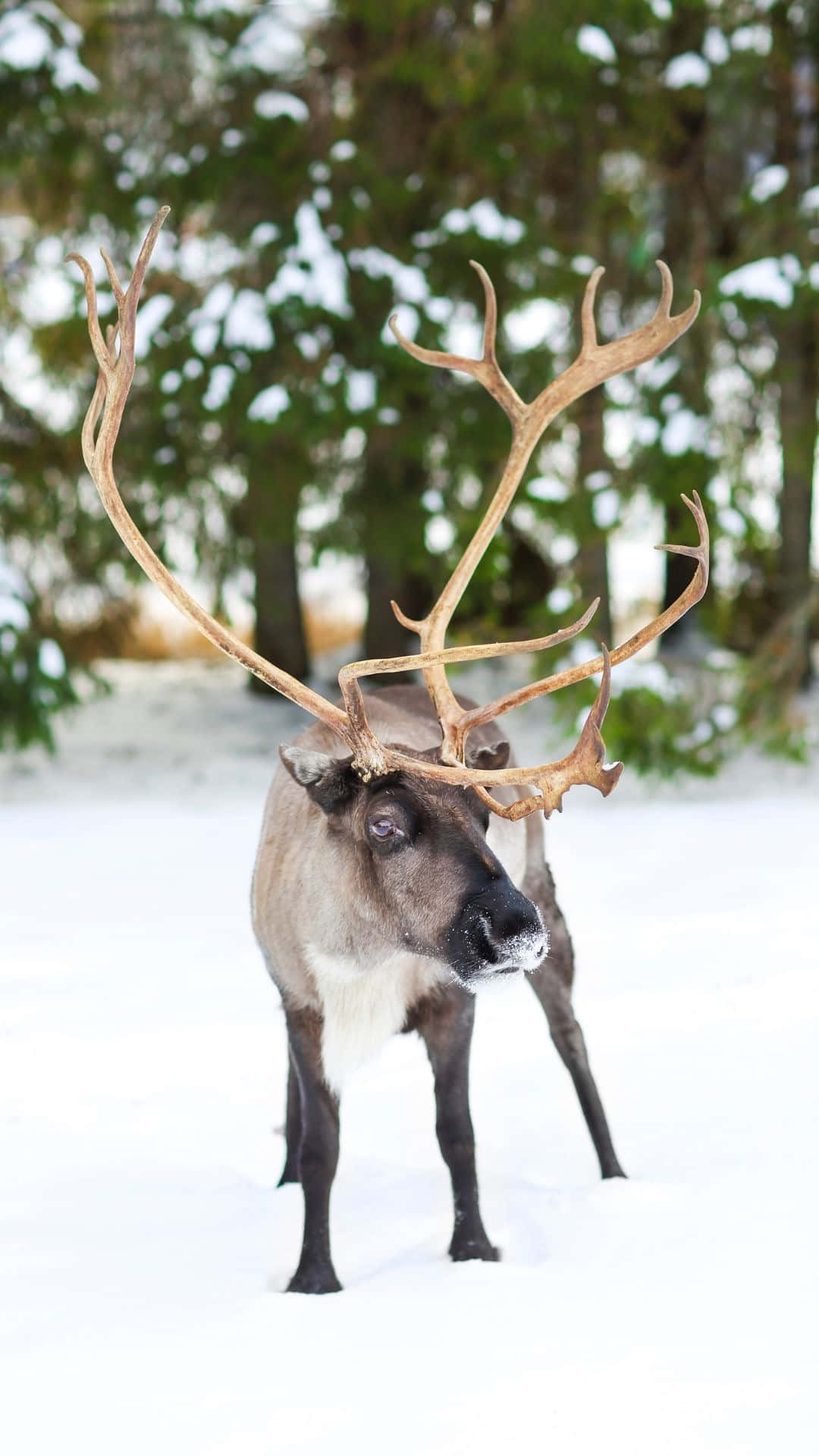 Majestueuze Caribou In Sneeuwachtig Bos.jpg Achtergrond