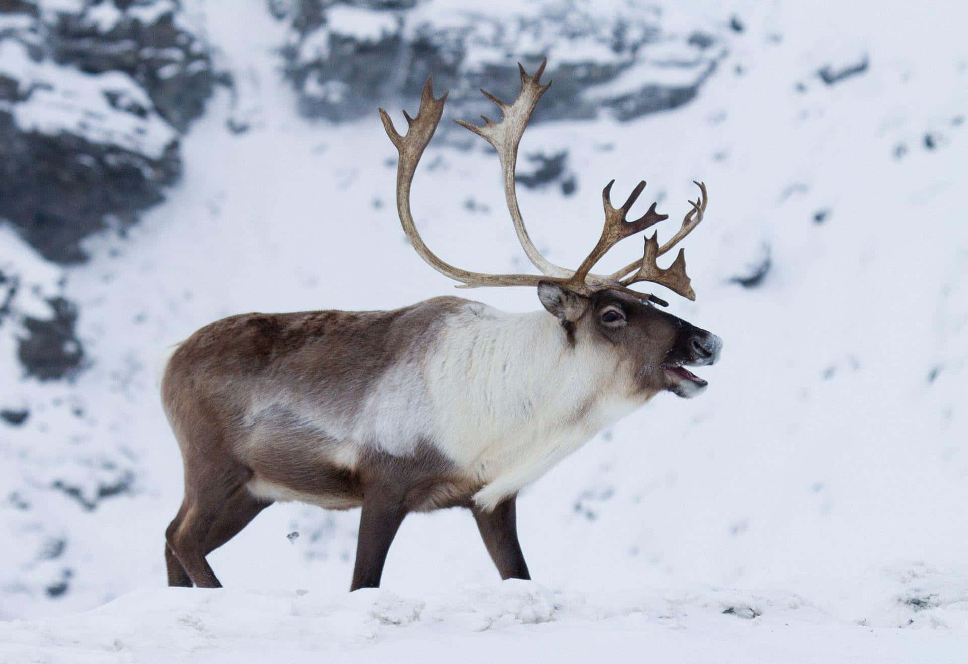 Majestic Caribouin Snowy Landscape Wallpaper