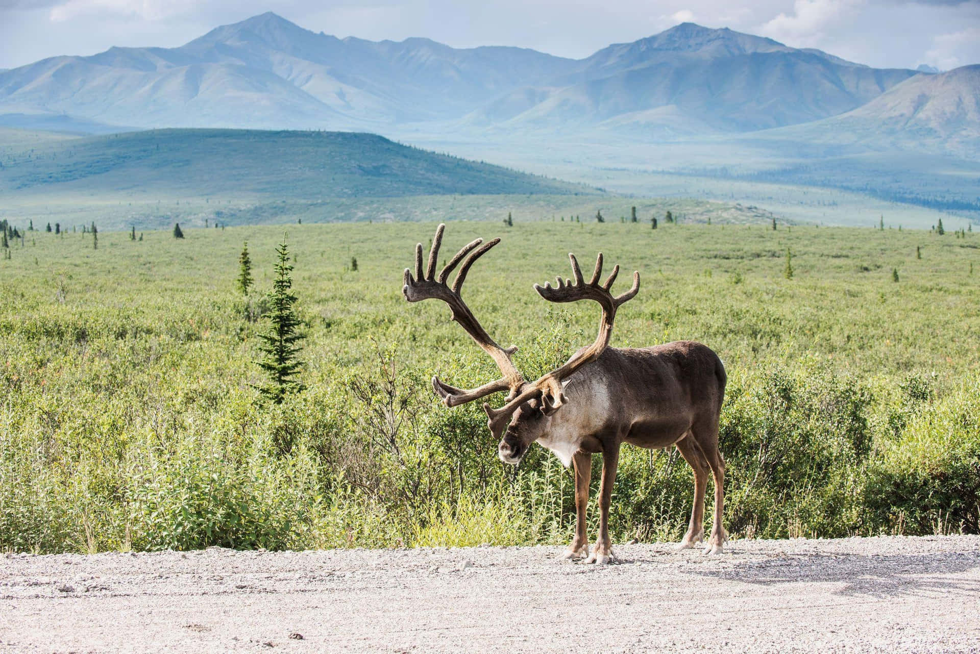 Majestueuze Caribou In De Wildernis.jpg Achtergrond