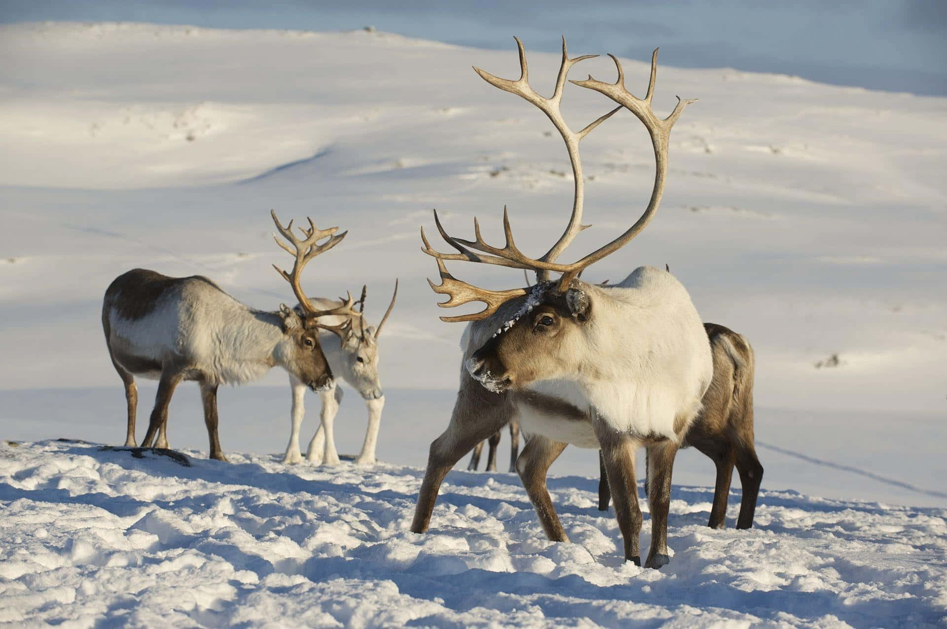 Majestueuze Cariboe In Winter Sneeuwlandschap Achtergrond