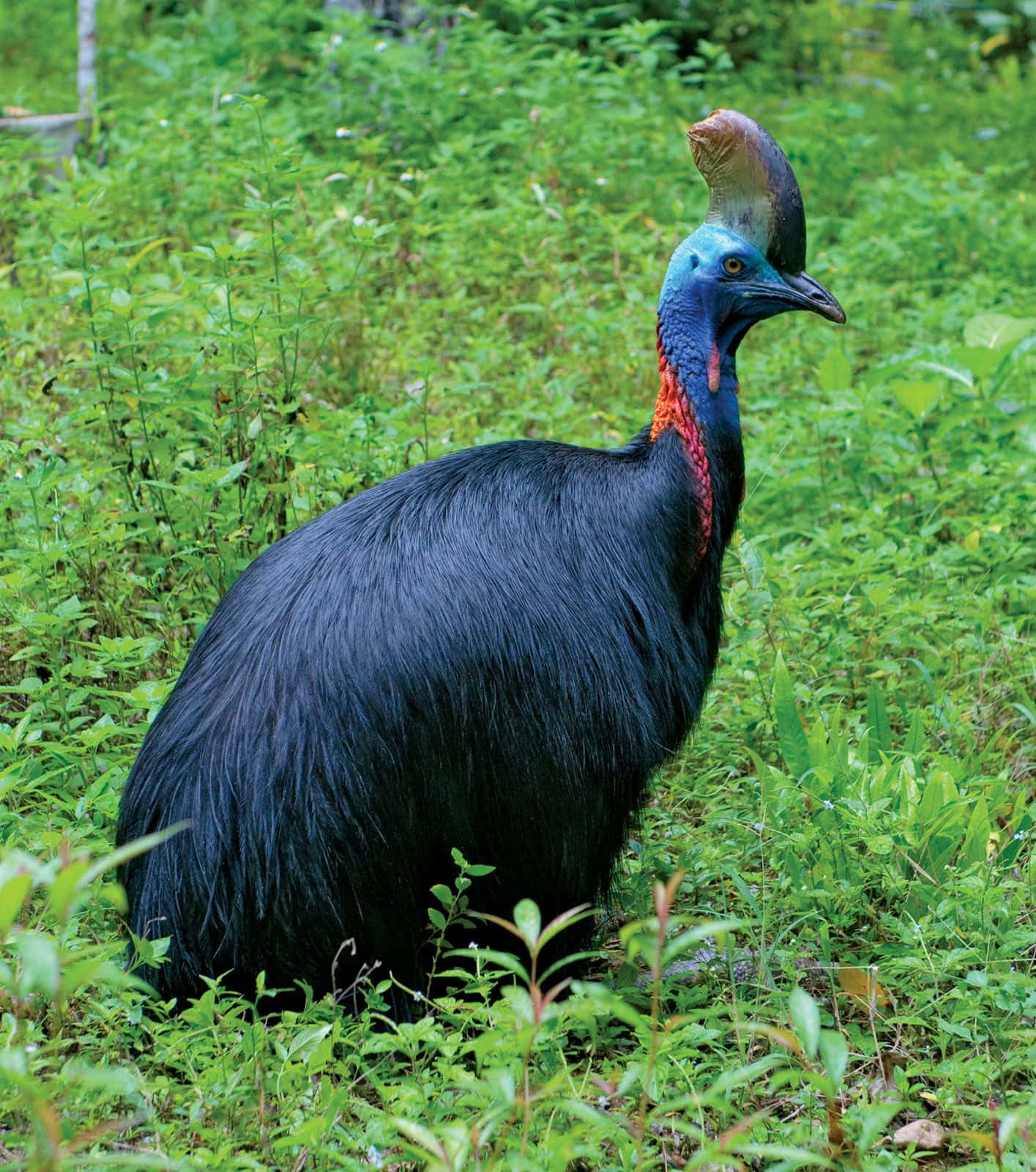 Majestic Cassowary In Its Natural Habitat Wallpaper