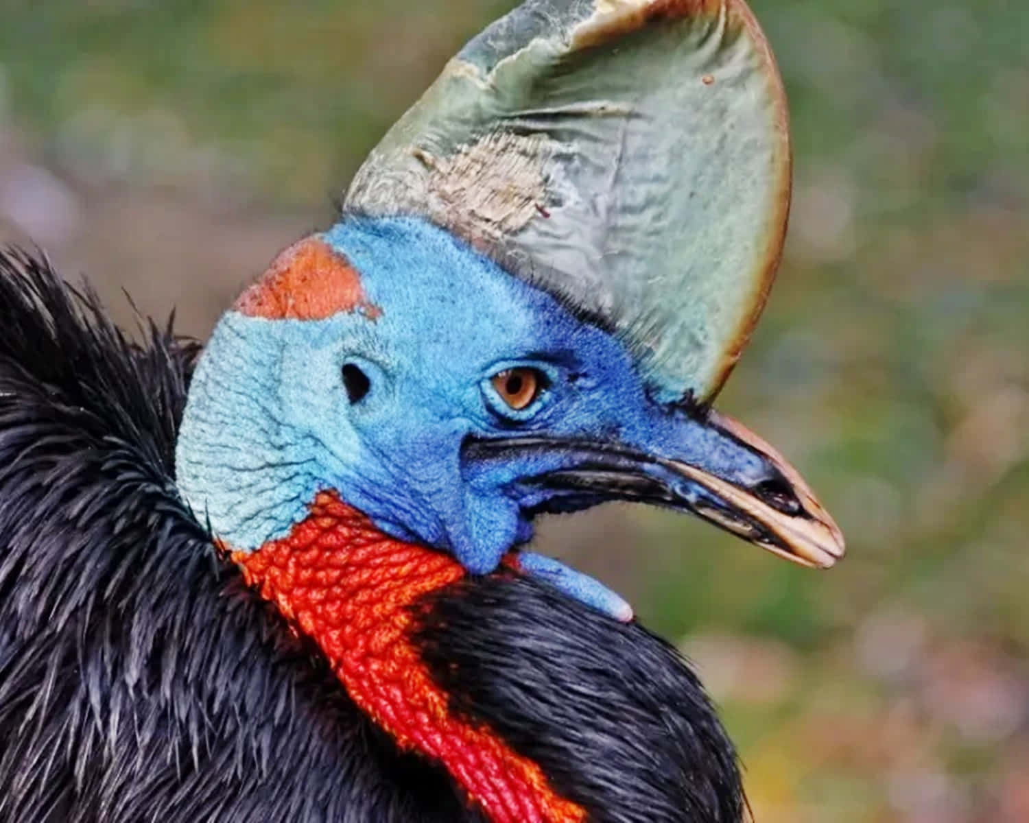 Majestic Cassowary In Its Natural Habitat Wallpaper