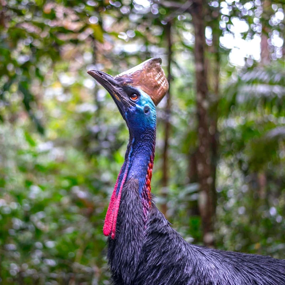 Majestic Cassowary In Natural Habitat Wallpaper