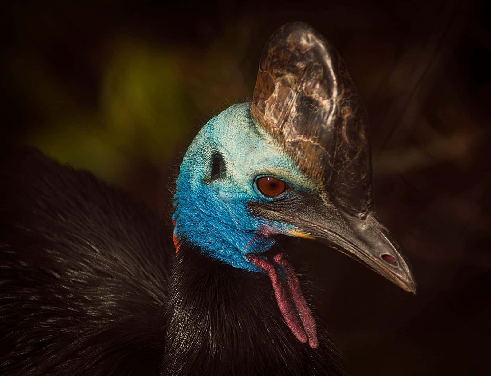 Majestic Cassowary In The Wild Wallpaper