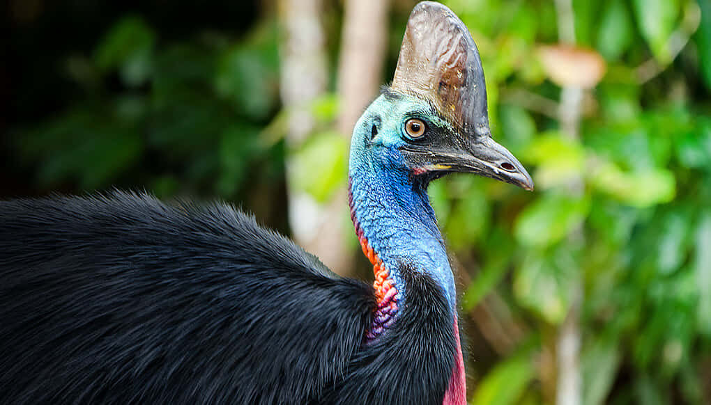 Majestic Cassowary In The Wild Wallpaper