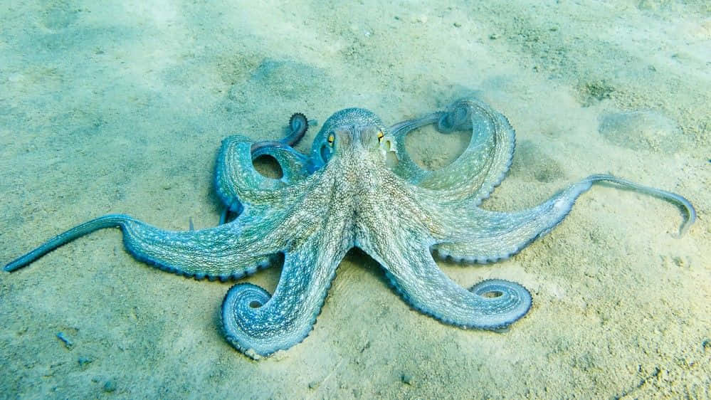 Majestic Cephalopod In Deep Blue Sea Wallpaper