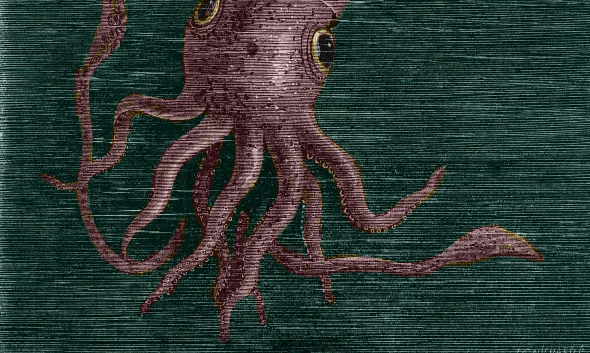 Majestic Cephalopod In Deep Ocean Waters Wallpaper