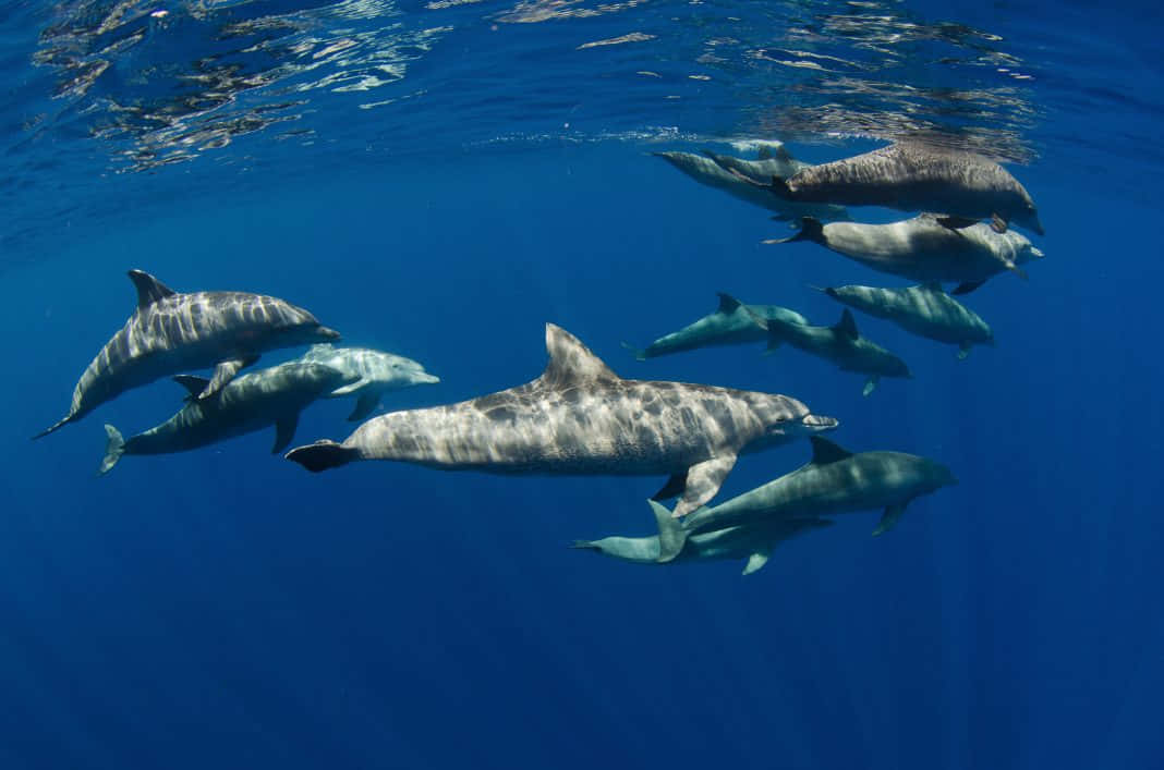 Majesteettinen Cetacean Liukuu Azuurisissa Merissä Taustakuva