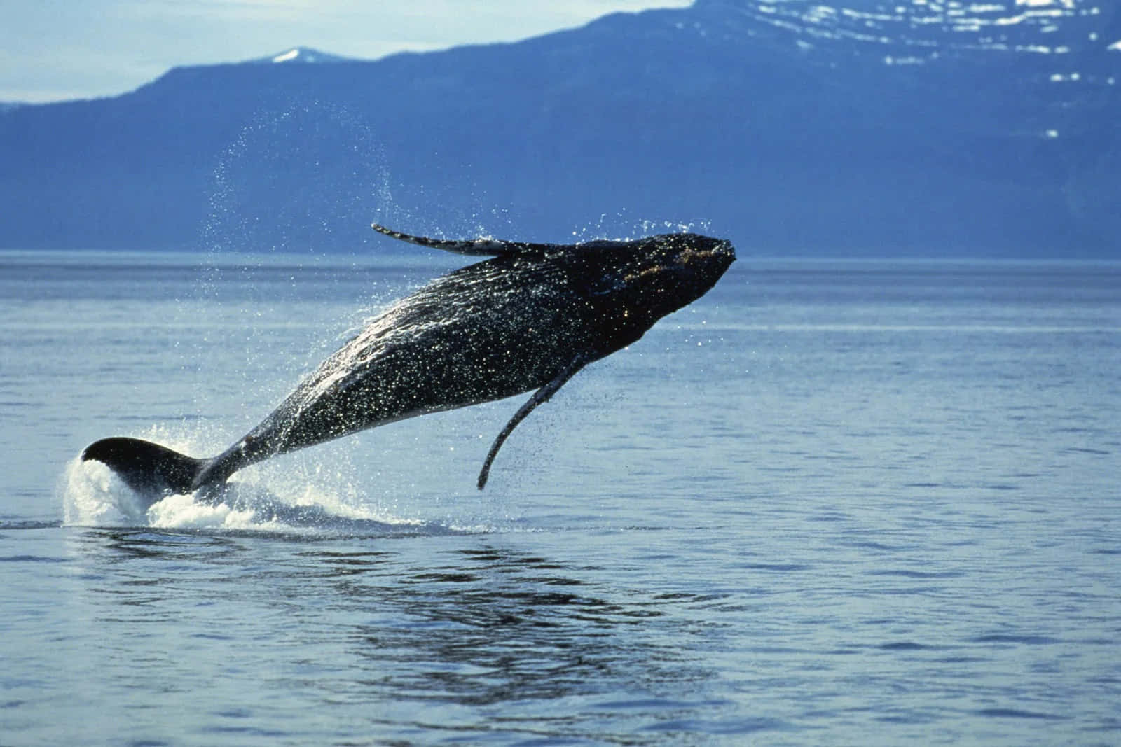 Majestetisk Cetacean I Åpent Vann Bakgrunnsbildet