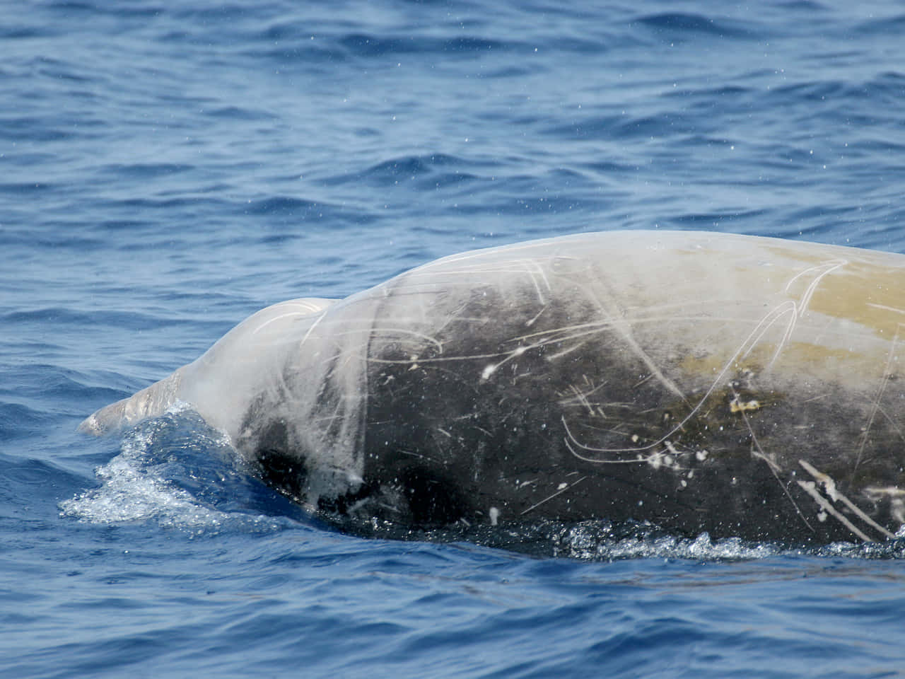 Majestetisk Cetacean Svømmer I Det Dype Blå Havet Bakgrunnsbildet