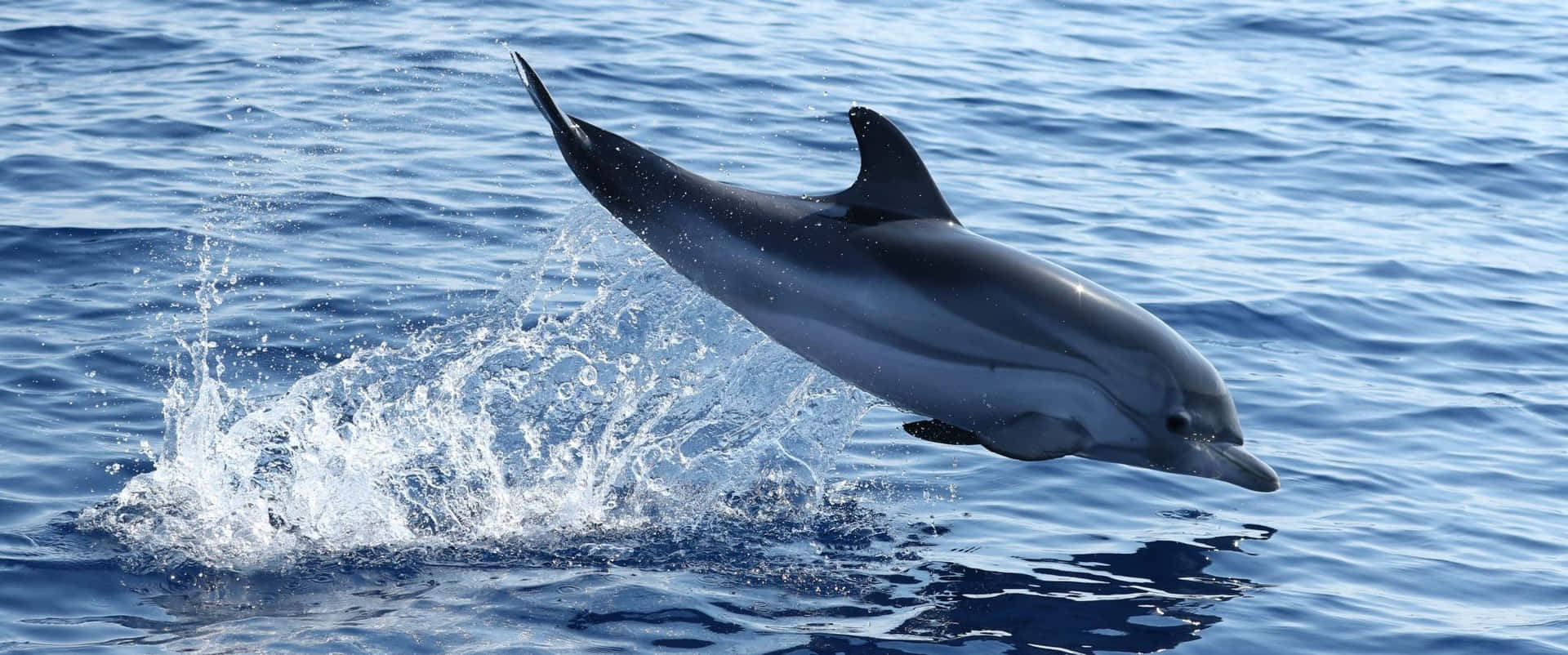 Majesteettiset Cetaceanit: Oseaaninen Baletti Taustakuva