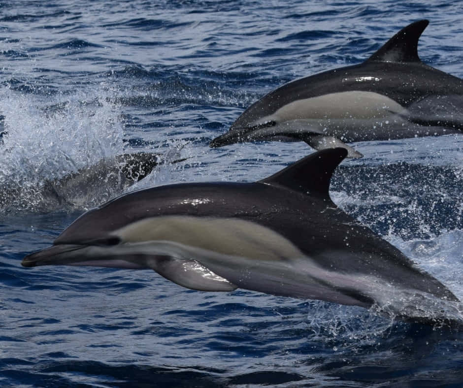 Majesteettiset Cetaceanit Auringonlaskussa Taustakuva