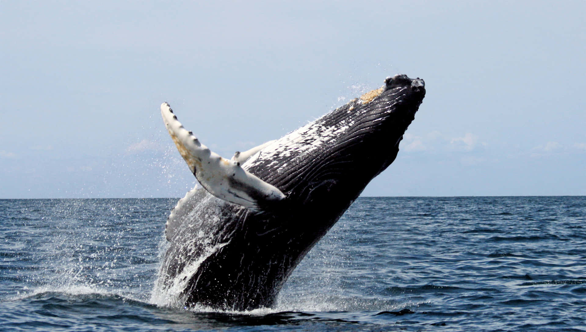 Majesteettiset Cetaceanit Luonnollisessa Elinympäristössään Taustakuva