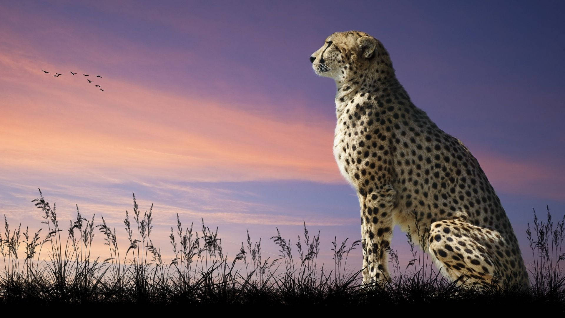 Majestic Cheetah Animal