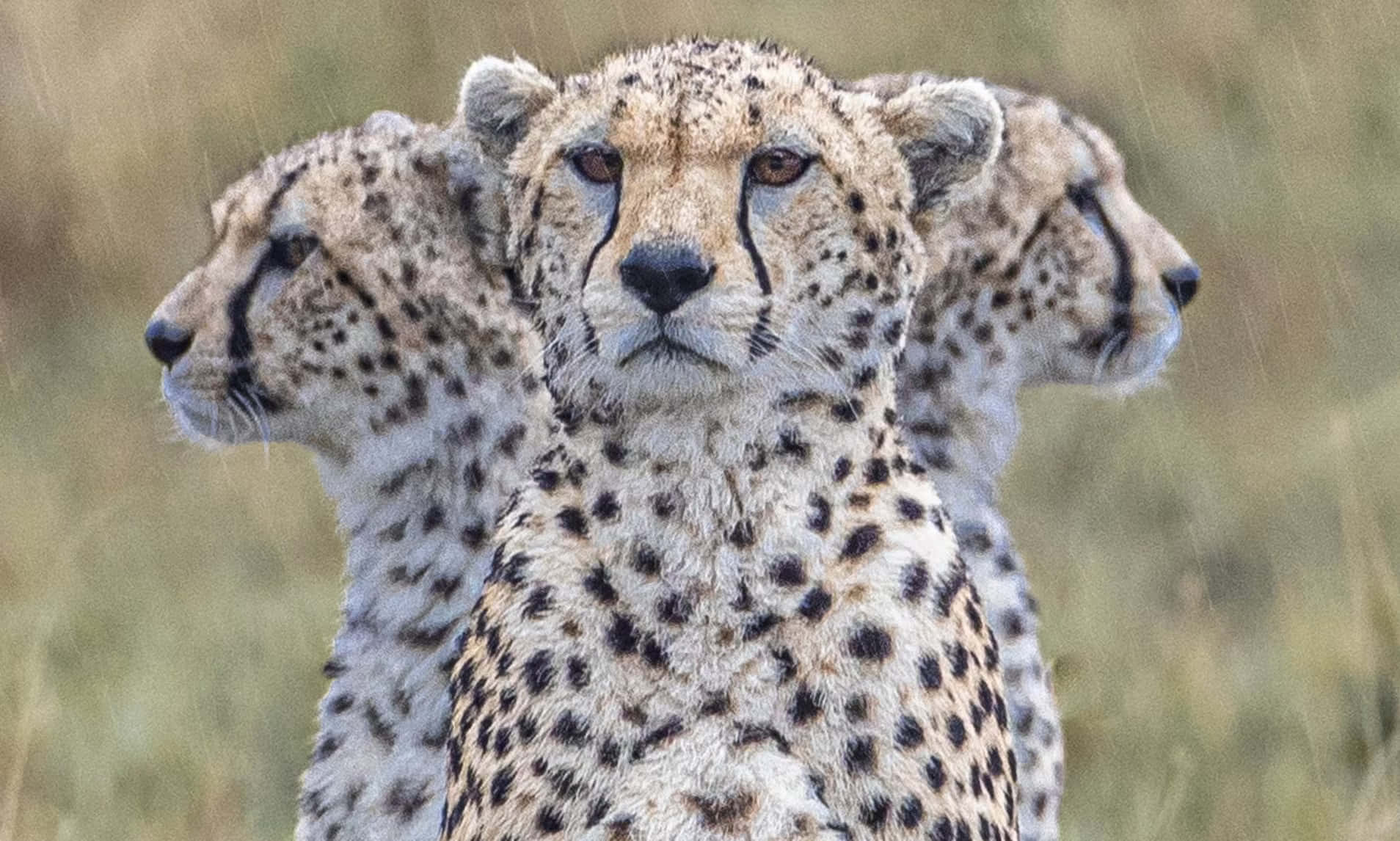 Majestic Cheetah Mid-stride In The Savannah