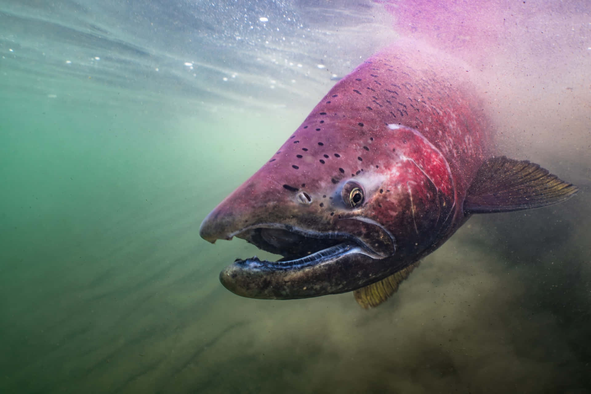 Majestic Chinook Salmon Underwater.jpg Wallpaper