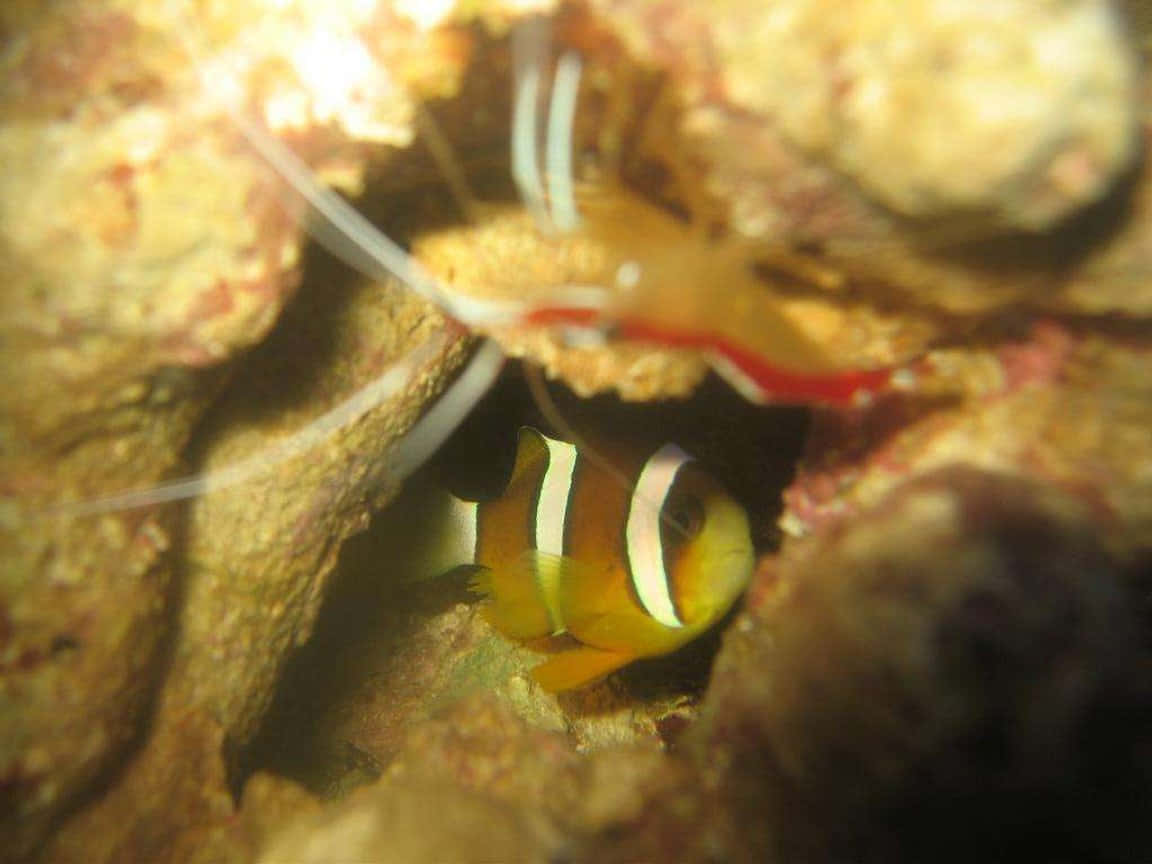 Majestic Cleaner Shrimp In Its Natural Underwater Habitat Wallpaper