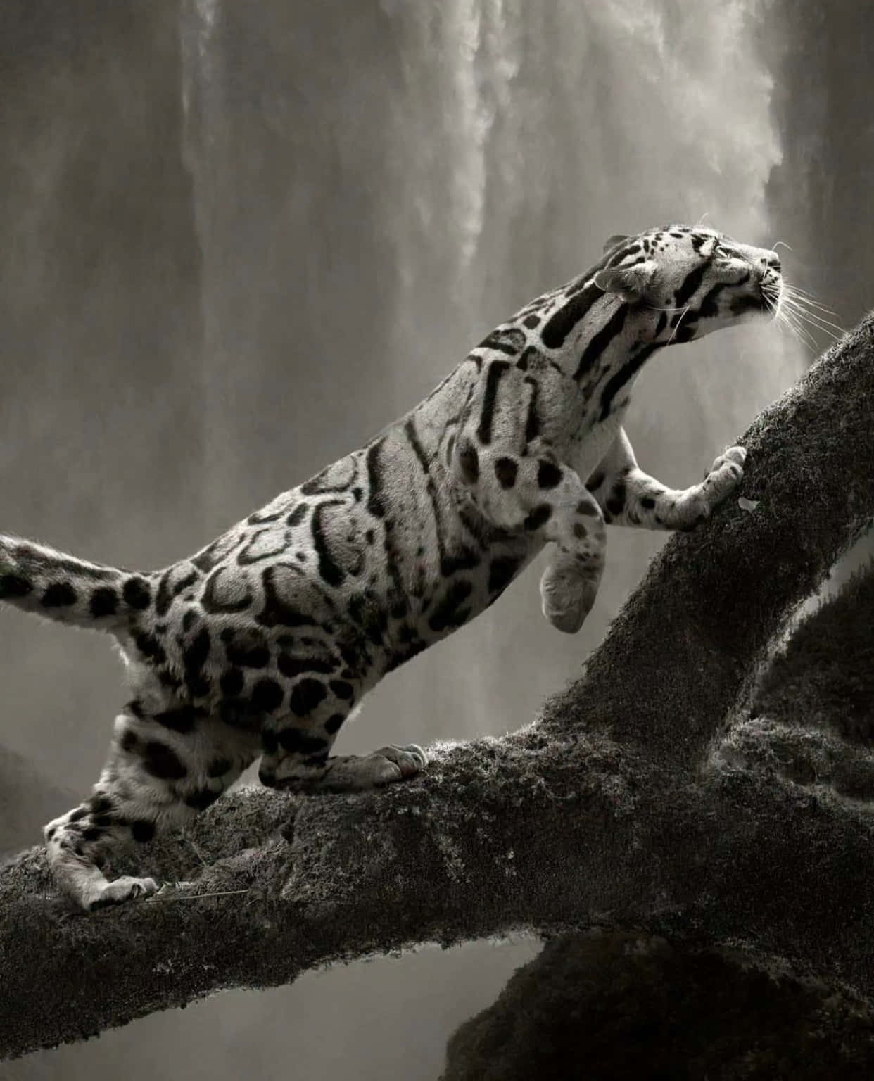 Majestic Clouded Leopard Climbing Wallpaper