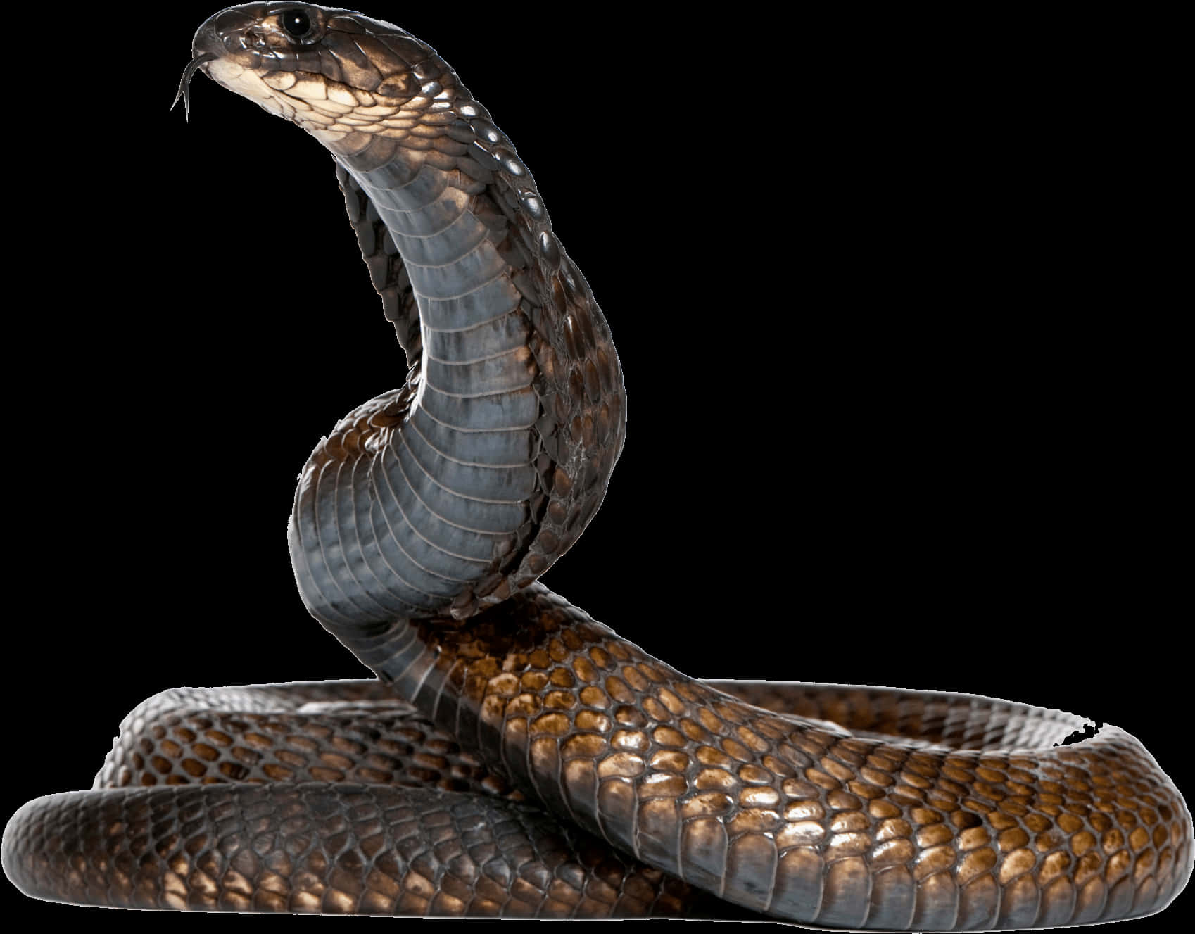 Majestic Cobra Portrait PNG
