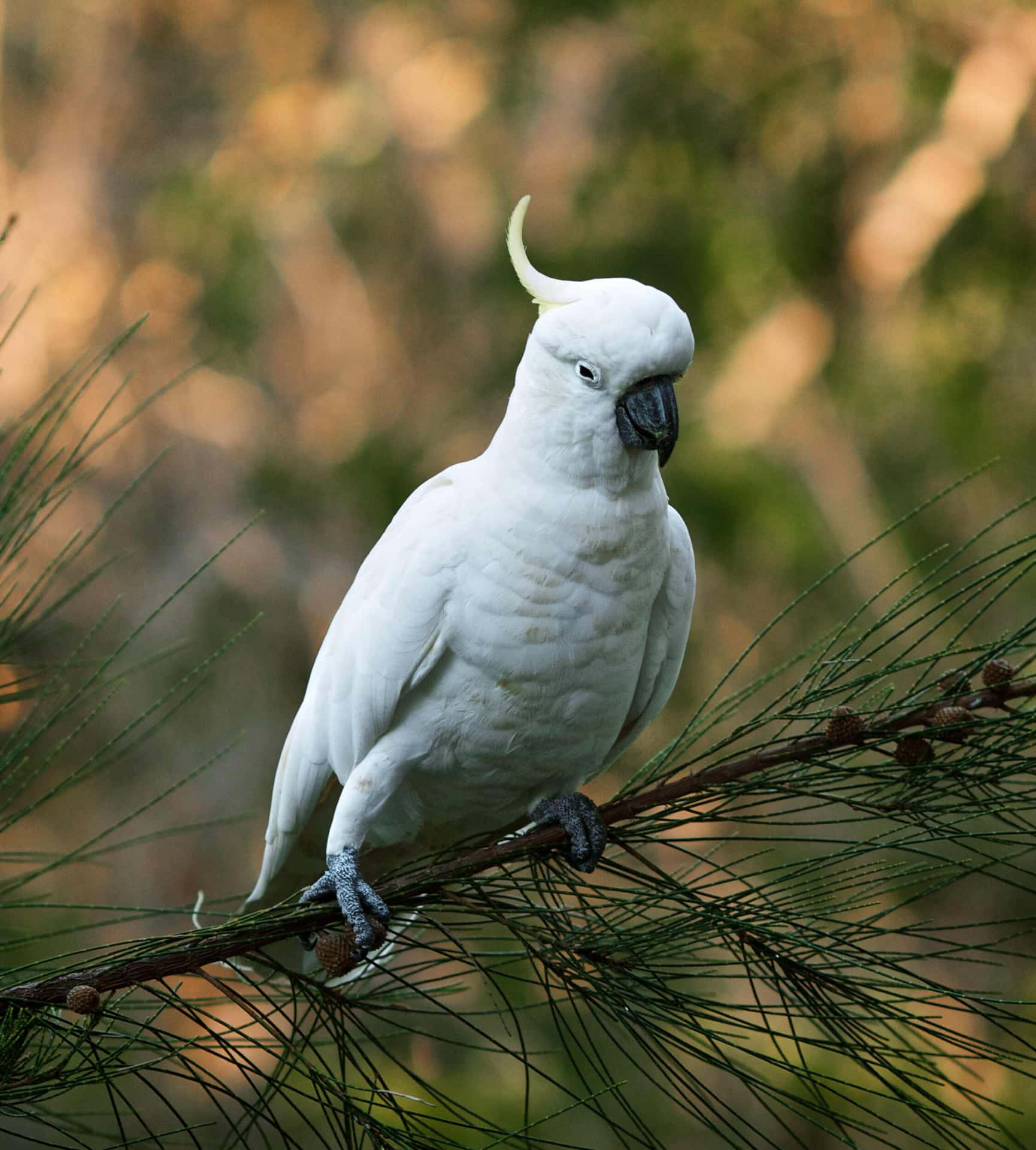 Majestic_ Cockatoo_ Perched_ Outdoors.jpg Wallpaper