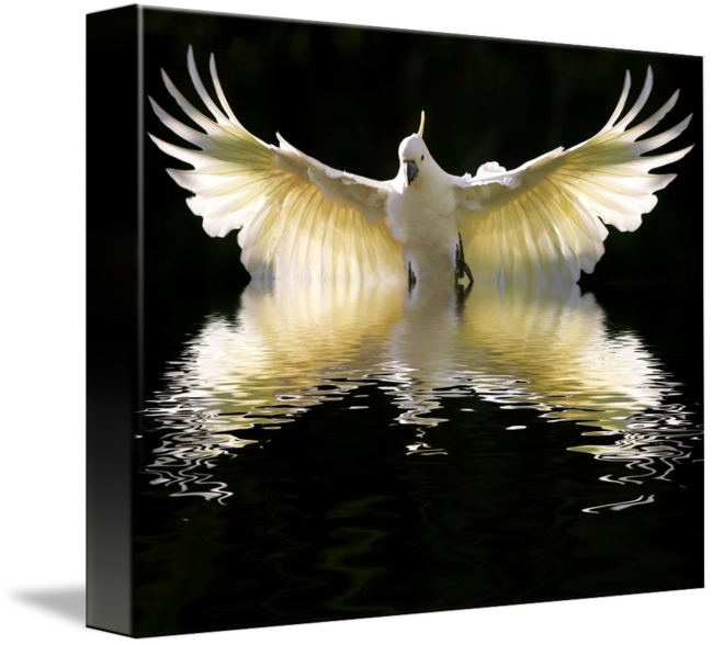 Majestic Cockatoo Spread Wings Reflection PNG