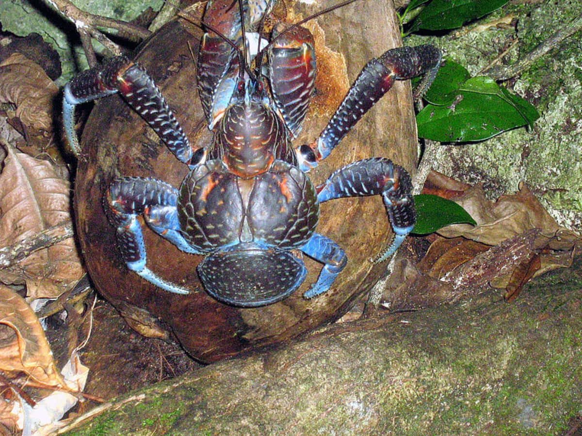 Majestic Coconut Crab In Its Natural Habitat Wallpaper