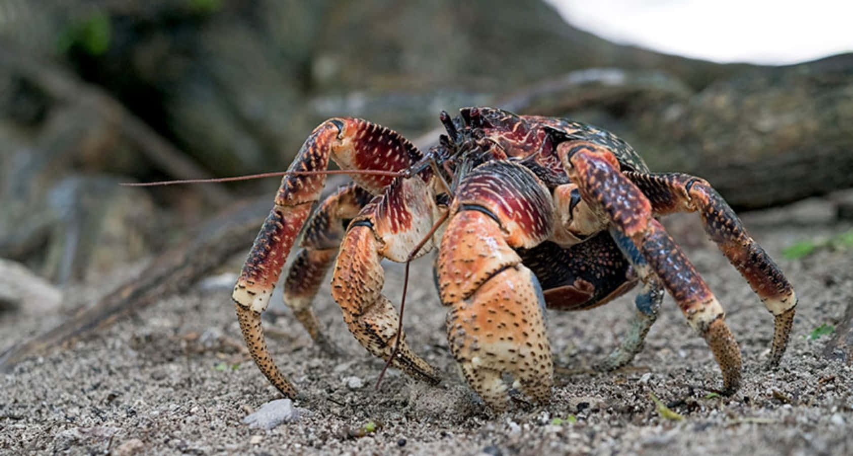 Majestic Coconut Crab In Its Natural Habitat Wallpaper