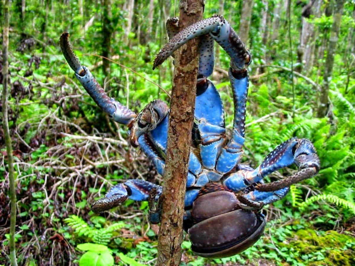 Majestic Coconut Crab In Its Natural Habitat Wallpaper