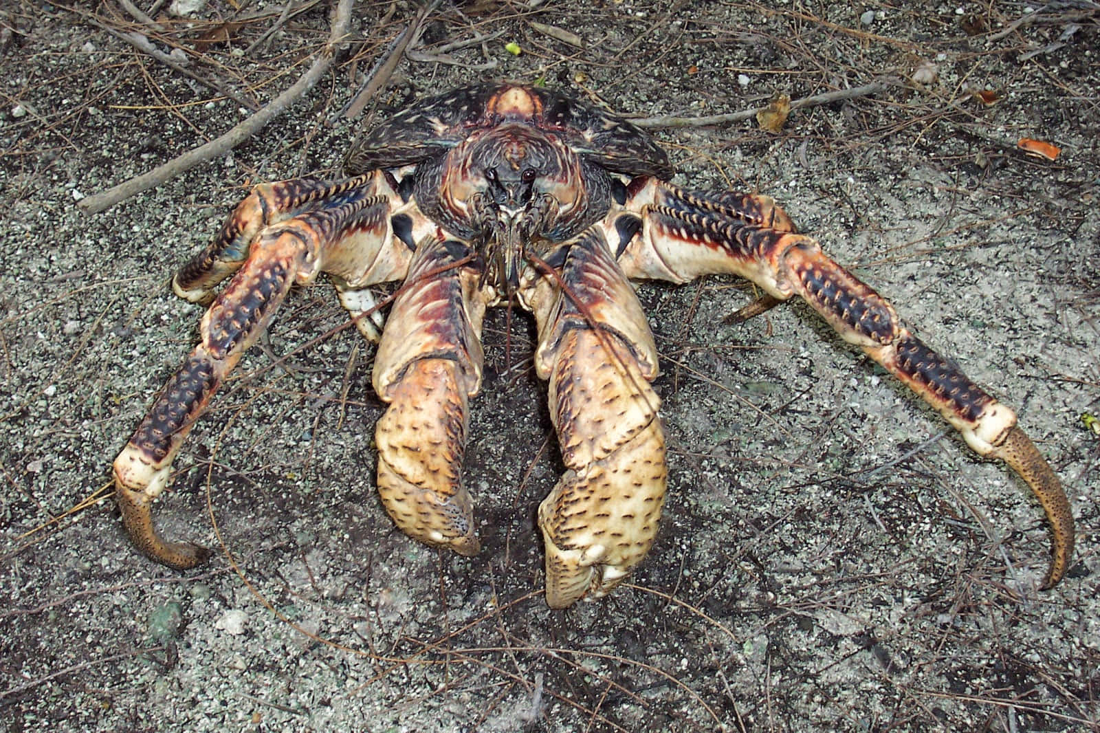 Majestic Coconut Crab In Natural Habitat Wallpaper