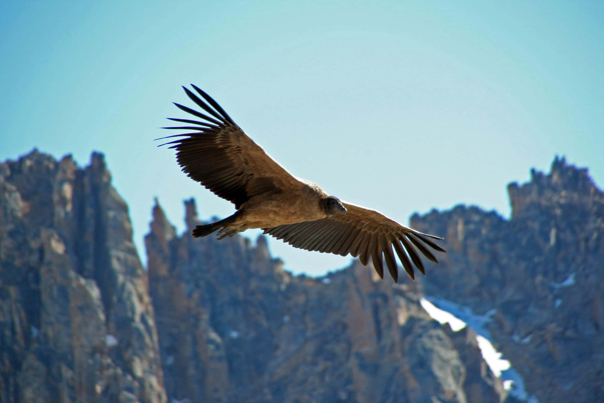 Majestic Condor In Flight Wallpaper