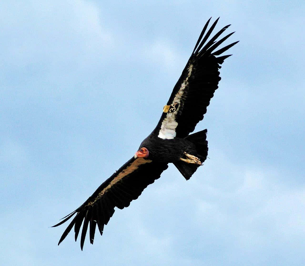 Majestic Condor In Flight Wallpaper