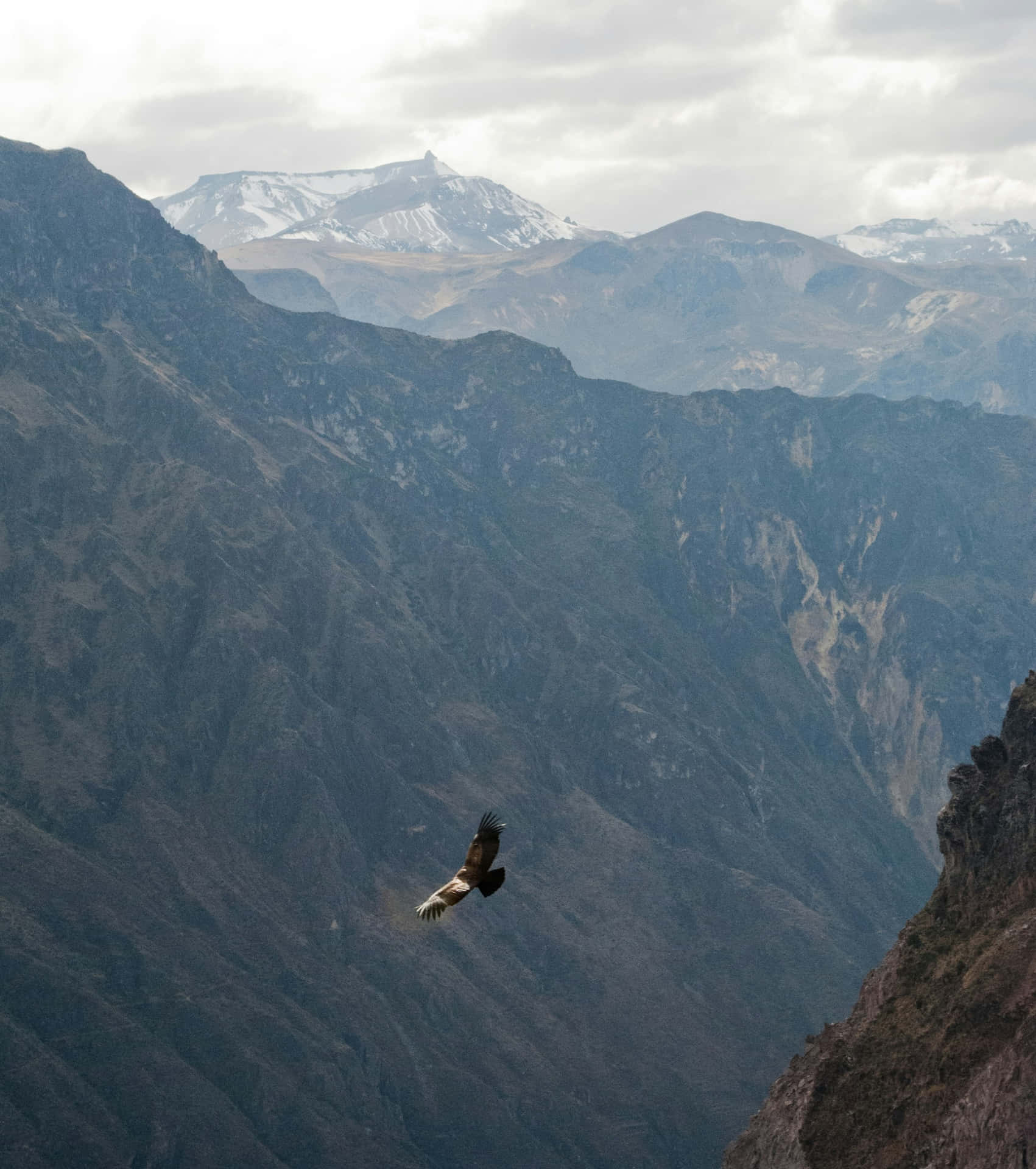 Majestic Condor Over Mountain Gorge Wallpaper