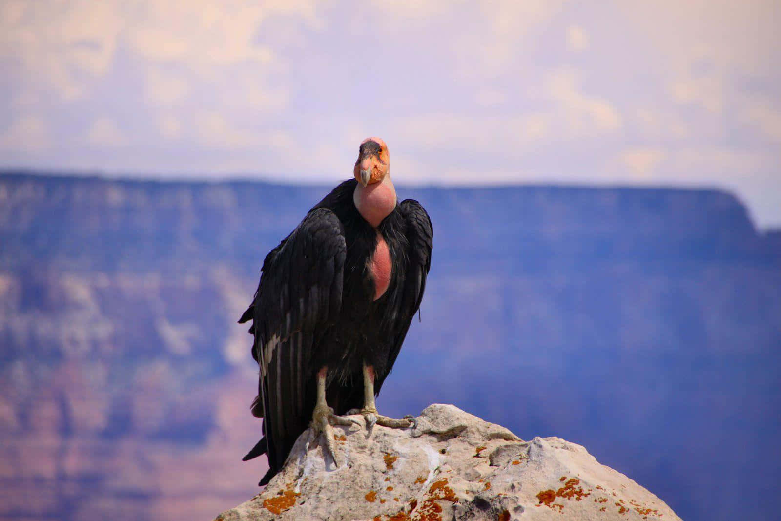 Majestic Condor Overlooking Canyon Wallpaper