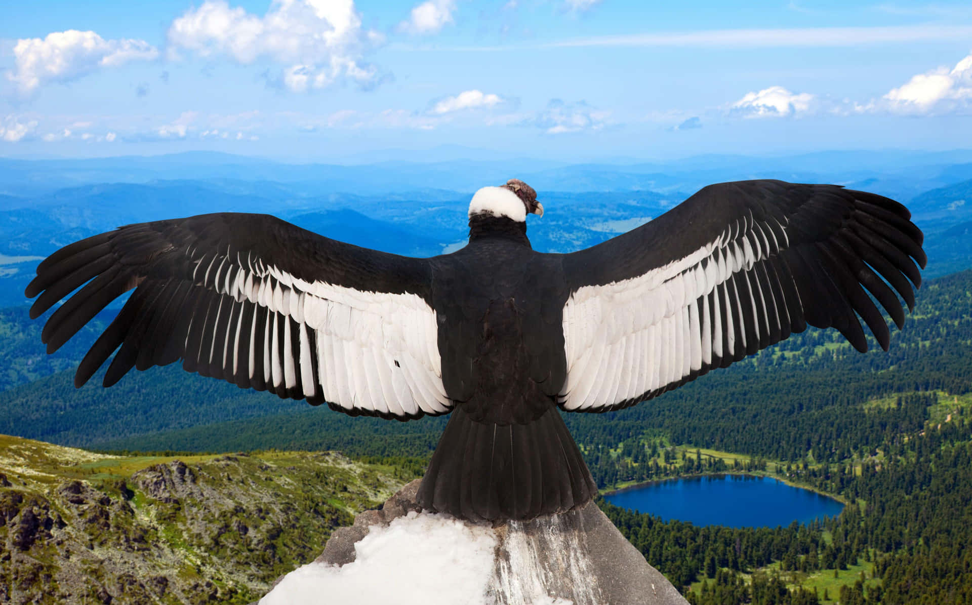 Majestic Condor Overlooking Mountain Landscape Wallpaper