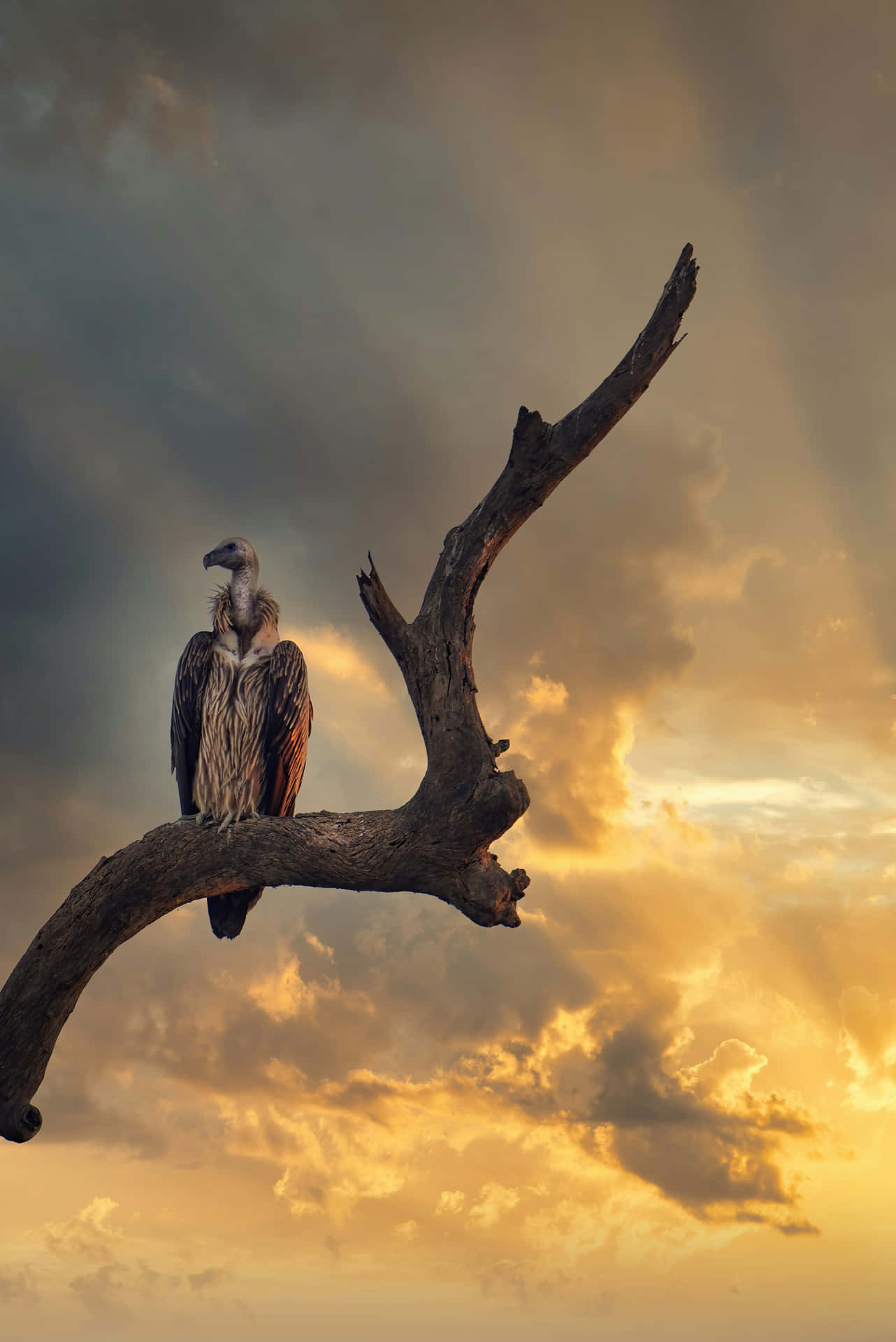 Majestic Condor Perched At Sunset Wallpaper
