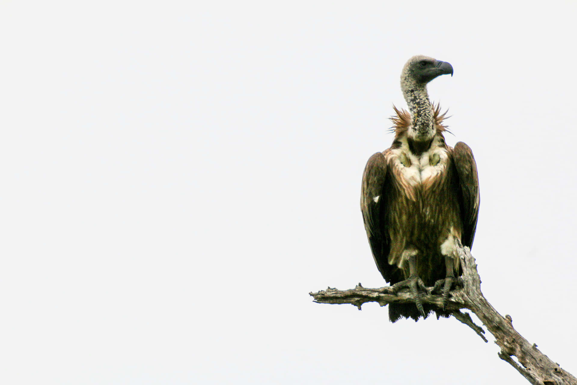 Majestic Condor Perchedon Branch Wallpaper