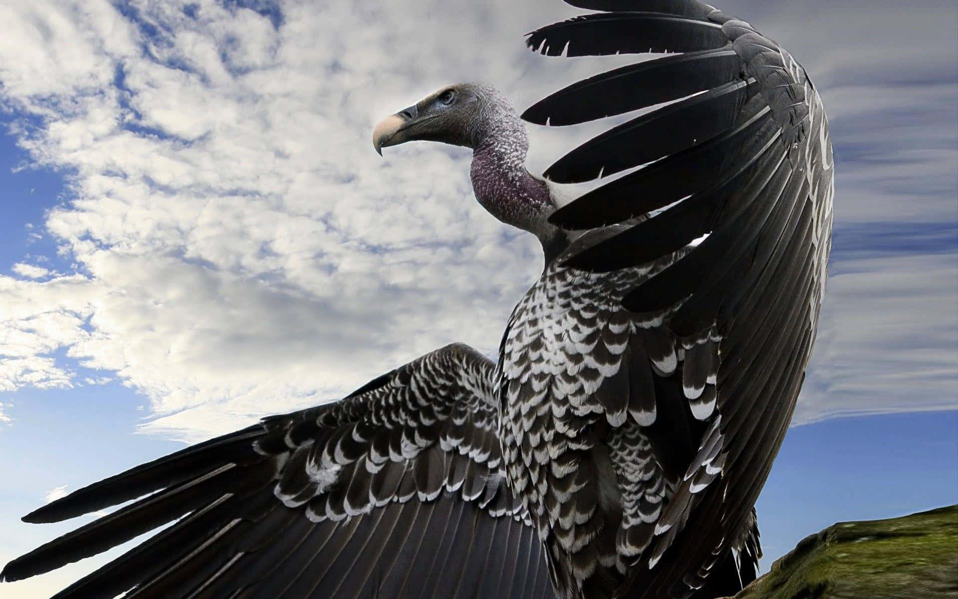 Majestic Condor Spread Wings Wallpaper