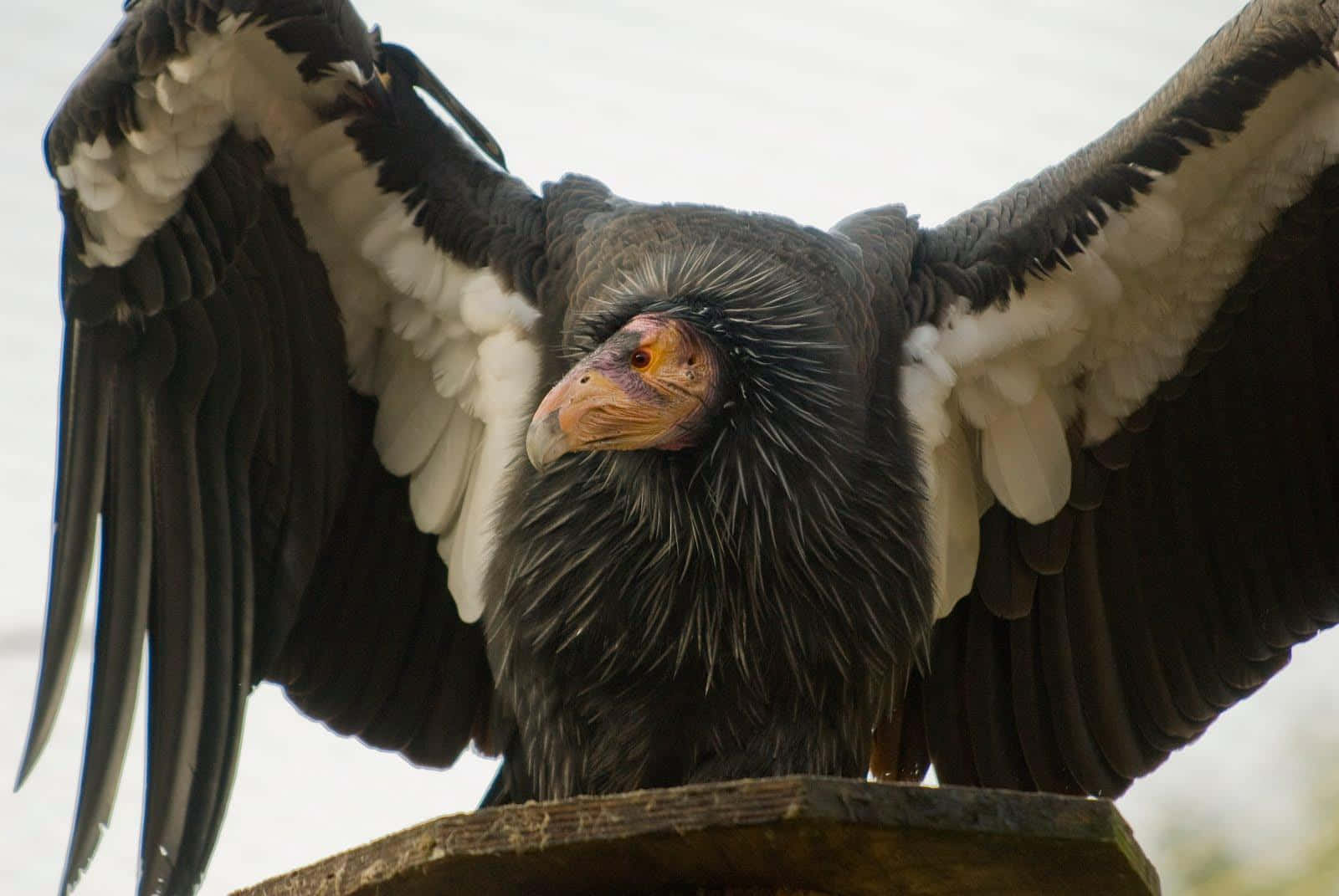 Majestic Condor Spreading Wings Wallpaper