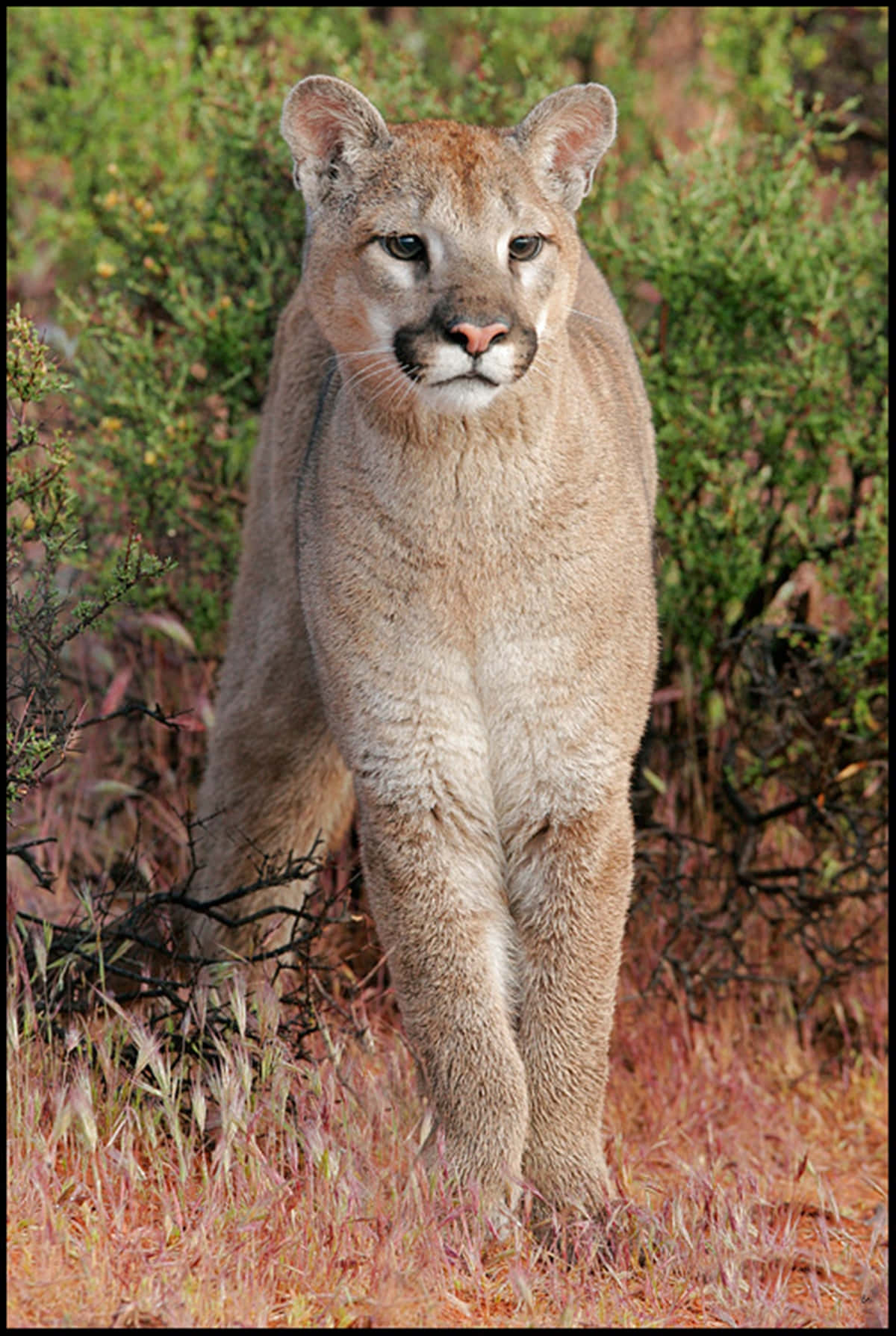 "majestic Cougar In Its Natural Habitat" Wallpaper