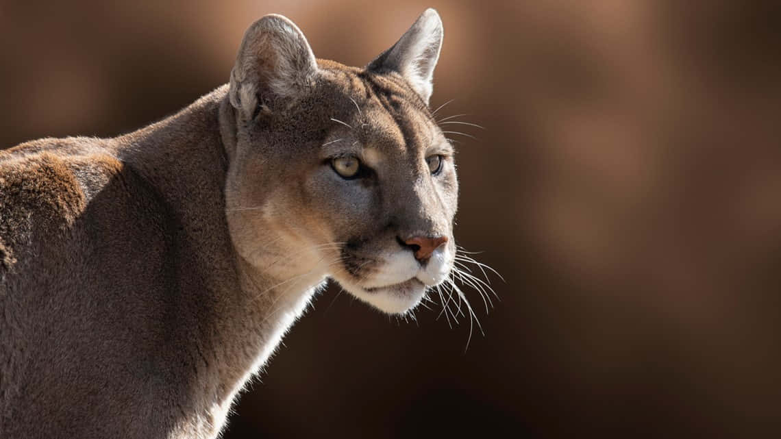 HD Cougar Wallpaper | Download Free - 116577