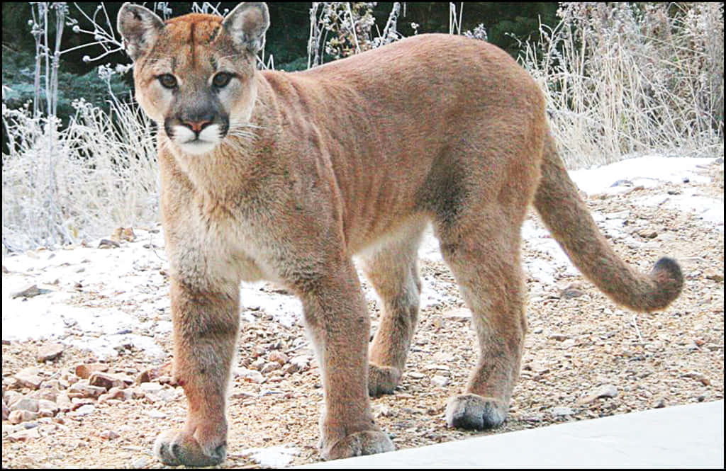 Cougar Wallpaper On The Desktop Background, A Picture Of A Mountain Lion,  Lion, Cat Background Image And Wallpaper for Free Download